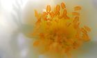 Gelber Blumenstempel