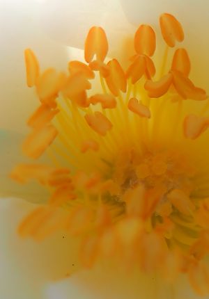 Gelber Blumenstempel