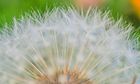 Pusteblume