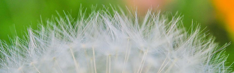 Pusteblume